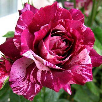 Роза флорибунда ‘PurpleTiger’